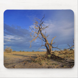 Dead Camel Thorn (Acacia Erioloba) Tree Mouse Mat