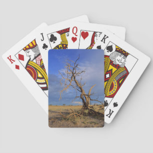 Dead Camel Thorn (Acacia Erioloba) Tree Playing Cards