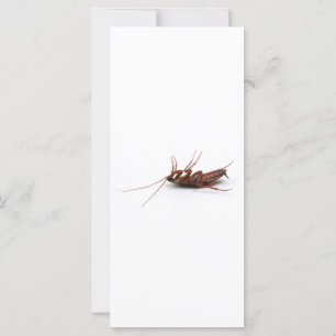 Dead cockroach