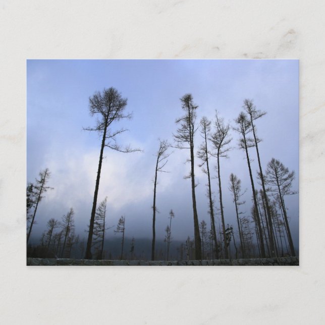 Dead forest postcard (Front)