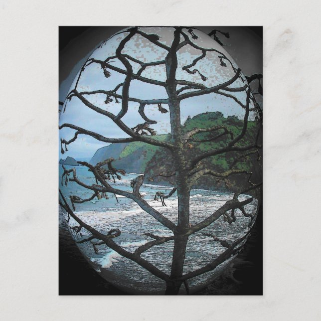 Dead Hawaiian Tree in Spotlight Postcard (Front)