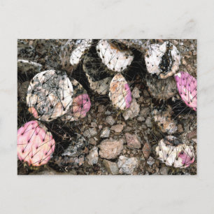 Dead Pink Cactus Postcard