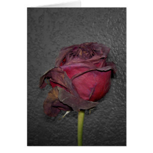 Dead Roses