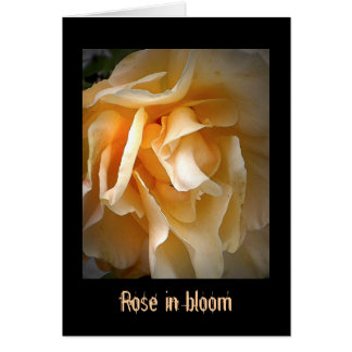 Dead Roses: Rose in bloom