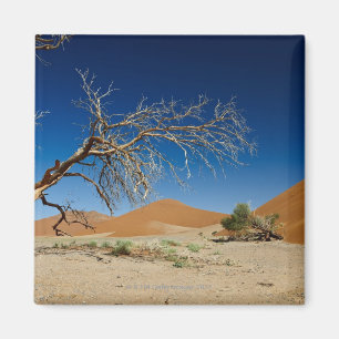 dead tree at dune 45 in desert Landscape of Magnet
