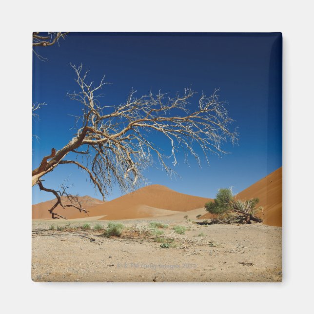 dead tree at dune 45 in desert Landscape of Magnet (Front)