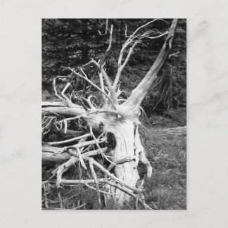 Dead Tree Black and White Photograph Postcard