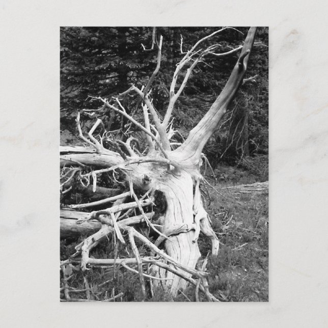 Dead Tree Black and White Photograph Postcard (Front)