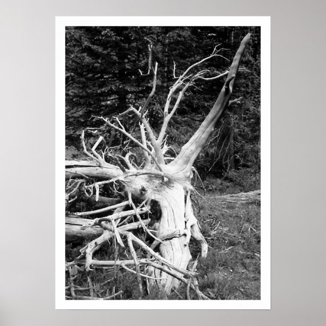 Dead Tree Black & White Print (Front)