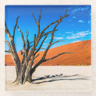 Dead tree in Deadvlei, Namibia Glass Coaster