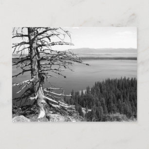 Dead tree, Jenny Lake, Grand Teton, Wyoming Postcard