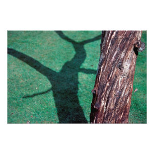 Dead tree photo print