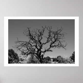 Dead Tree Poster