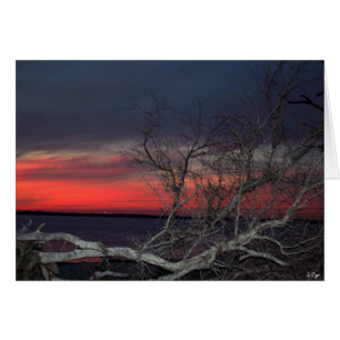 Dead Tree Sunset