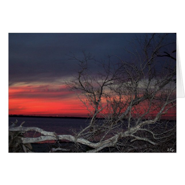 Dead Tree Sunset (Front Horizontal)