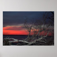 Dead Tree Sunset, S Cyr