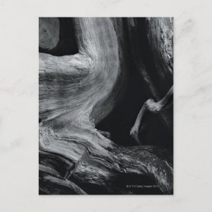 Dead tree trunk postcard