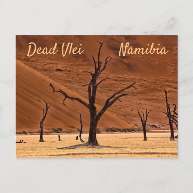 Dead Vlei Namibia landscape photo with text Postcard (Front)