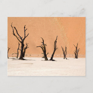 Dead Vlei, Namibia Postcard