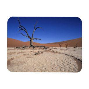 Dead Vlei, Sossusvlei, Namib-Naukluft National Magnet