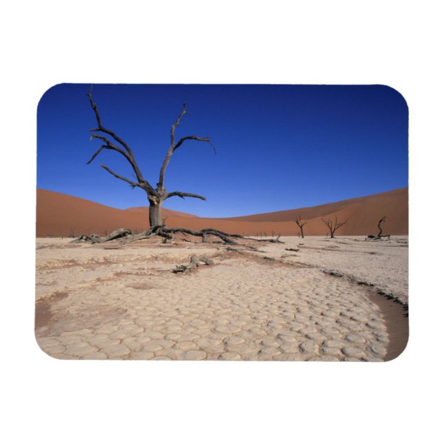 Dead Vlei, Sossusvlei, Namib-Naukluft National Magnet (Horizontal)