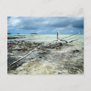 Dead wood in the Pacific postcard