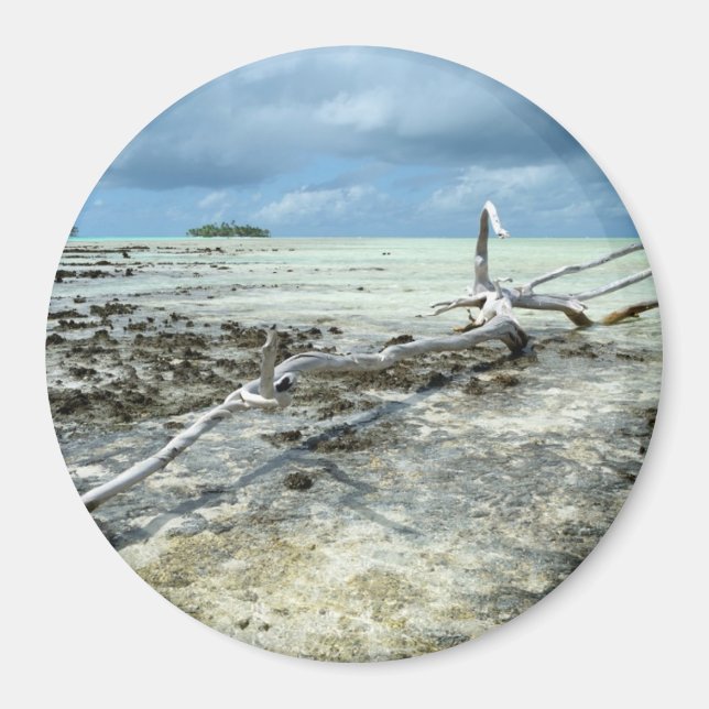 Dead wood in the Pacific round magnet (Front)