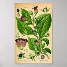 Deadly Nightshade (Atropa belladonna) Print