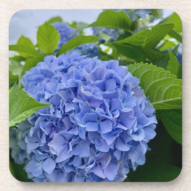 Deanna Day Hydrangea Coaster (Front)