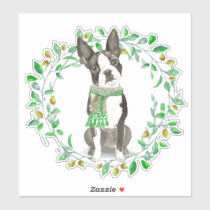 Dear Little Boston Terrier With Scarf