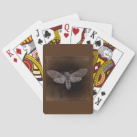 Death’s Head Moth