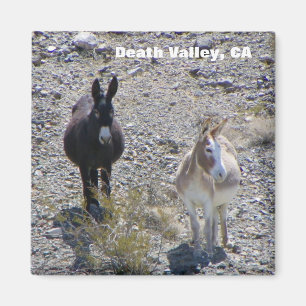 Death Valley Donkey Magnet! Magnet