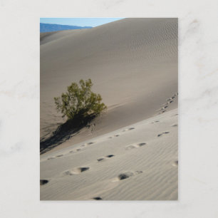Death Valley Dunes 4 Postcard