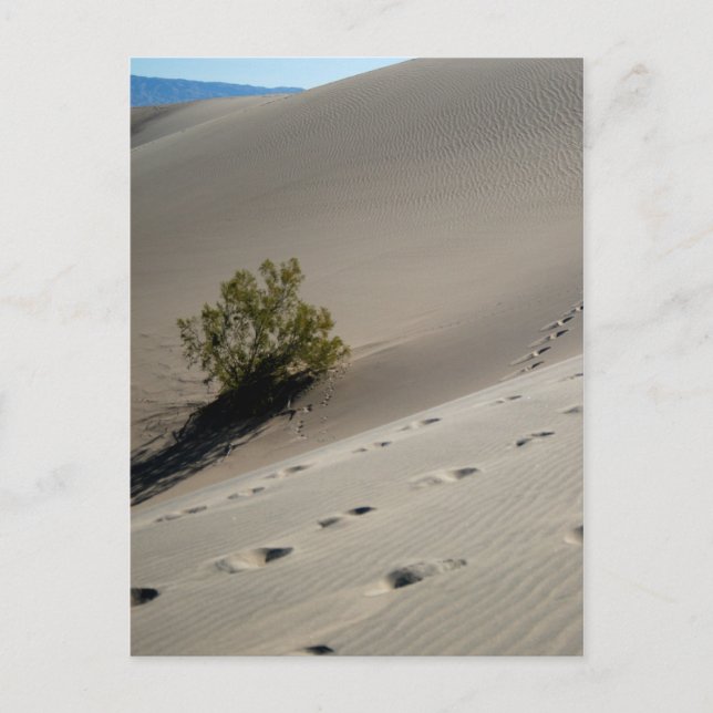 Death Valley Dunes 4 Postcard (Front)