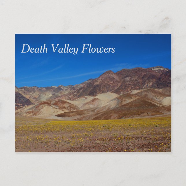 Death Valley Flowers Postcard (Front)