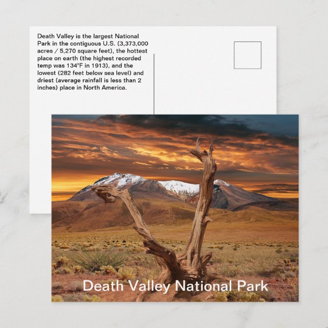 Death Valley National Park Facts Postcard (Front/Back)