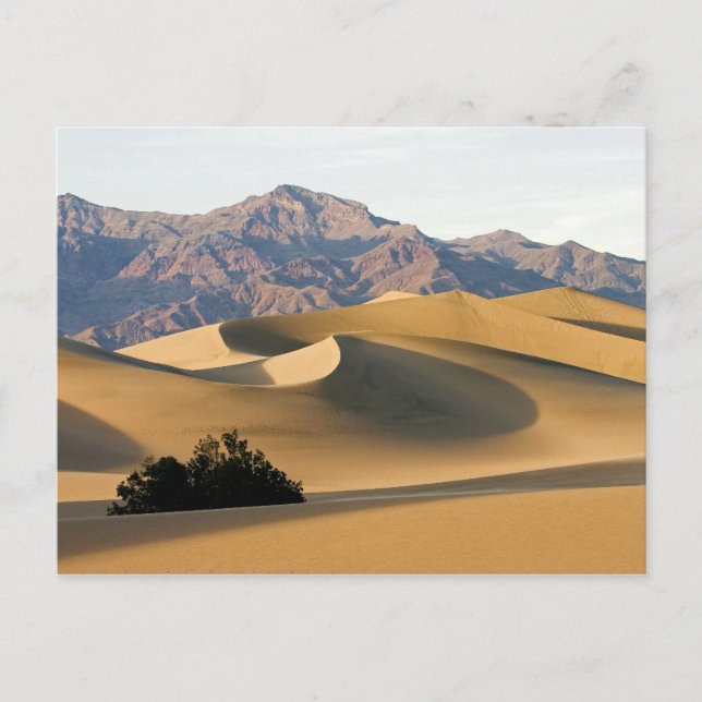 Death Valley Sand Dunes... Postcard (Front)