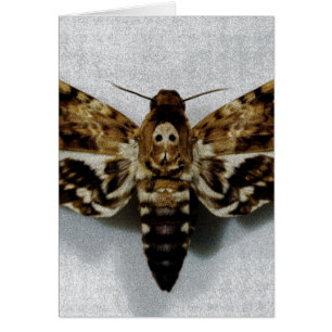 Death's Head Hawkmoth Acherontia Lachesis