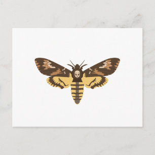 Deaths Head Moth Postcard