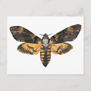 Death's Head Moth Postcard