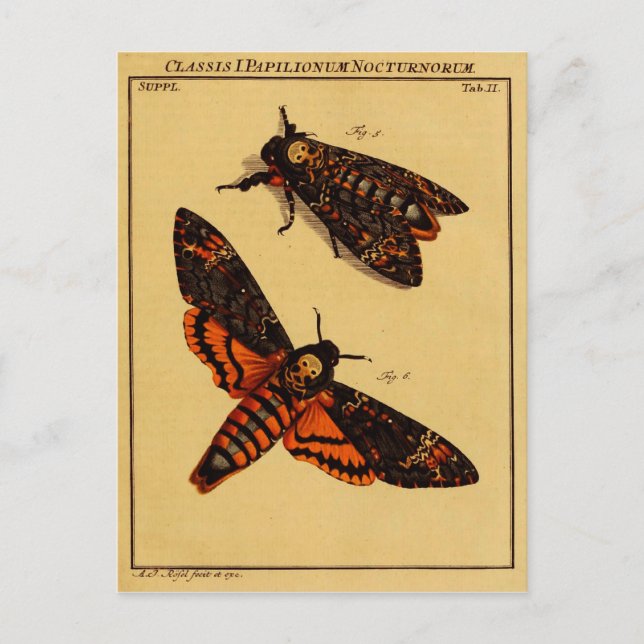 Death's Head Moth Postcard (Front)
