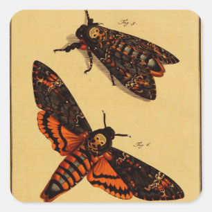 Death's Head Moth Square Sticker