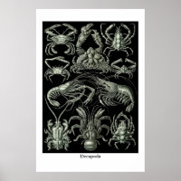Decapoda, crustaceans illustration poster