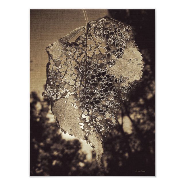 Decaying Leaf Photo Print (Front)