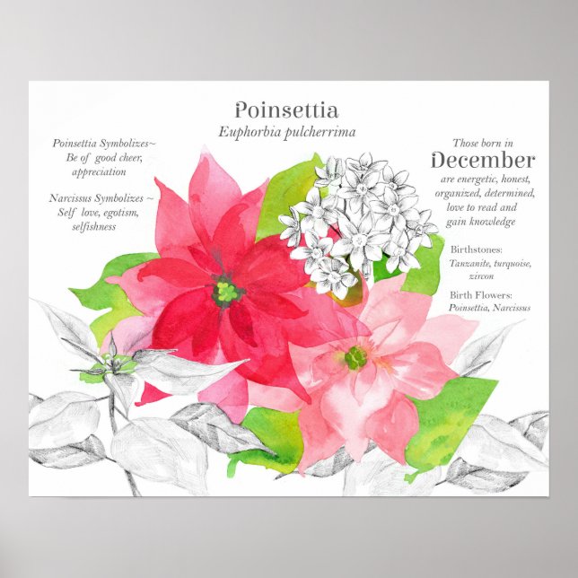 December Birth Flower Language of Flowers Poster (Front)
