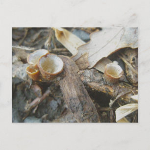 December Cup Mushroom Postcard