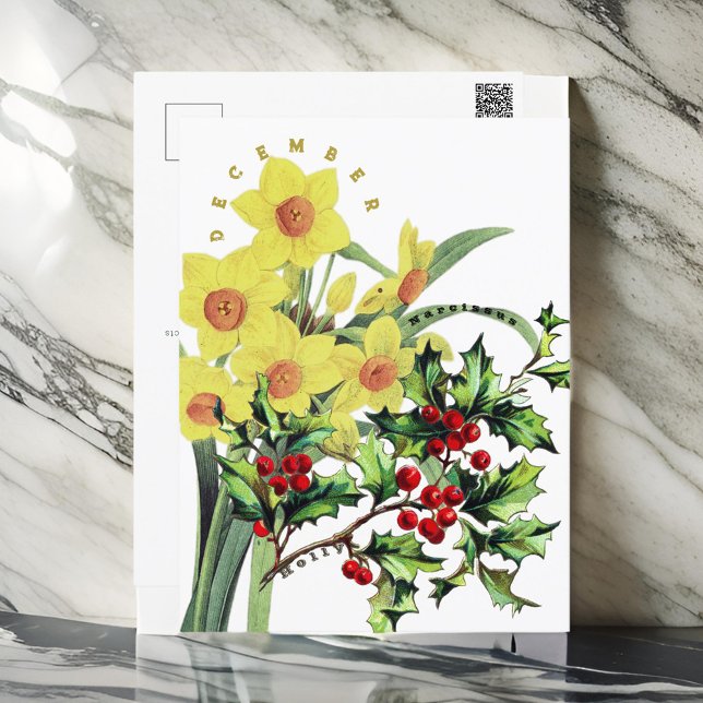 December Month Flowers  Narcissus & Holly Postcard (Creator Uploaded)