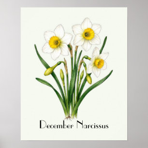 December Narcissus Flowers Poster