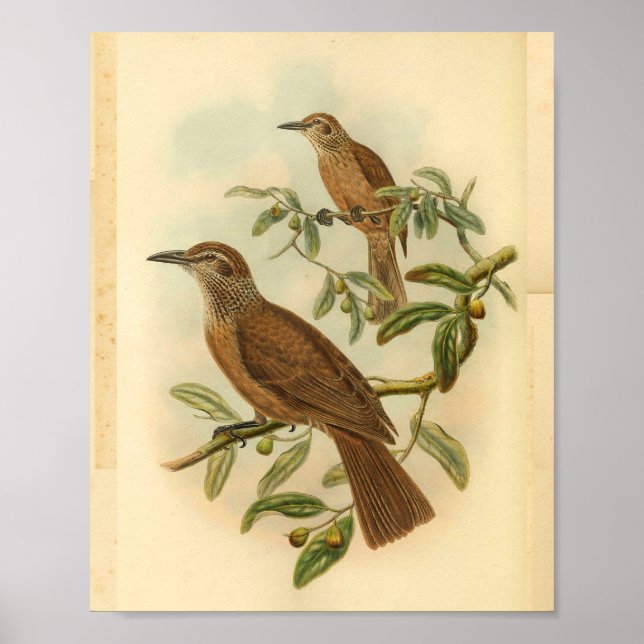 Deceptive Oriole Brown Speckled Vintage Bird Print (Front)