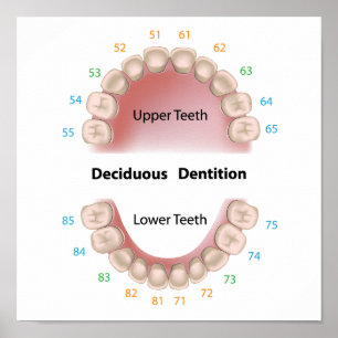 Deciduous dentition (baby teeth) poster